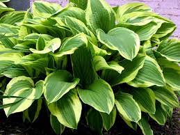 Green Hosta Flower seeds for Planting Long Bloom Season, Heirloom & GMO Free Seeds for Home Garden seeds for planting