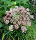 Mixed Dara Anne's Lace Flower seeds for Planting Pollinator Friendly, Heirloom & GMO Free Seeds for Home Garden seeds for planting