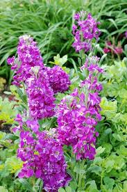 Purple Matthiola Incana Flower Seeds for Planting Heirloom, Non GMO, Fragrant Garden Seeds seeds for planting