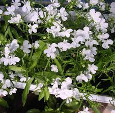 Lobelia Pendula White Lady Cascade Flower seeds for Planting Long Bloom Season, Heirloom & GMO Free Seeds for Home Garden seeds for planting