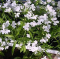 Lobelia Pendula White Lady Cascade Flower seeds for Planting Long Bloom Season, Heirloom & GMO Free Seeds for Home Garden seeds for planting