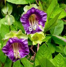 Purple Cathedral Bells Cobaea Scandens Climber Hummingbird Flower seeds for Planting Bright Blooms, Heirloom & GMO Free Seeds for Home Garden seeds for planting
