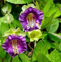 Purple Cathedral Bells Cobaea Scandens Climber Hummingbird Flower seeds for Planting Bright Blooms, Heirloom & GMO Free Seeds for Home Garden seeds for planting