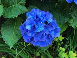 Deep Blue Hydrangea Flower seeds for Planting - Pollinator Friendly, Heirloom & GMO Free Seeds for Home Garden
 
 Sale seeds for home garden