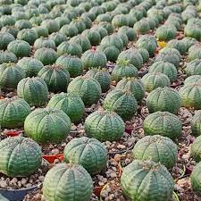 Green Euphorbia Obesa Flower seeds for Planting Perfect for Borders, Heirloom & GMO Free Seeds for Home Garden seeds for planting