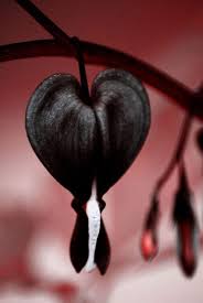 Black Heart Flower seeds for Planting Cut Flower Favorite, Heirloom & GMO Free Seeds for Home Garden vegetable and garden seeds