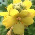 Yellow Verbascum Thapsus Flower seeds for Planting Seasonal Bloomer, Heirloom & GMO Free Seeds for Home Garden seeds for planting