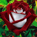 Rare Deep Red and White Osiria Ruby Rose Flower seeds for Planting Shade Tolerant, Heirloom & GMO Free Seeds for Home Garden seeds for planting