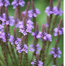 Blue Verbena Hastata Flower seeds for Planting Colorful Display, Heirloom & GMO Free Seeds for Home Garden seeds for planting