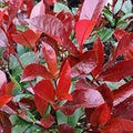 Photinia Serrulata Flower seeds for Planting Cut Flower Favorite, Heirloom & GMO Free Seeds for Home Garden seeds for planting