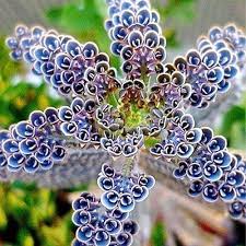Blue Kalanchoe Flower seeds for Planting Vibrant Colors, Heirloom & GMO Free Seeds for Home Garden seeds for planting