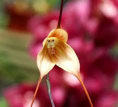 Brown Monkey Orchid Flower seeds for Planting Hardy Variety, Heirloom & GMO Free Seeds for Home Garden seeds for planting