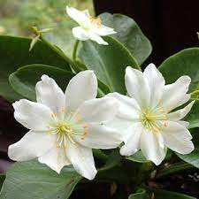 White Nevada Lewisia Flower seeds for Planting Easy to Grow, Heirloom & GMO Free Seeds for Home Garden Sale seeds for planting