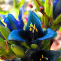 Blue Puya Alpestris Flower seeds for Planting Low Maintenance, Heirloom & GMO Free Seeds for Home Garden seeds for planting