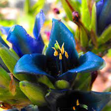 Blue Puya Alpestris Flower seeds for Planting Low Maintenance, Heirloom & GMO Free Seeds for Home Garden seeds for planting