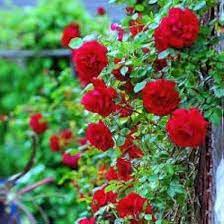 Red Climber Flower seeds for Planting Easy to Grow, Heirloom & GMO Free Seeds for Home Garden vegetable and garden seeds