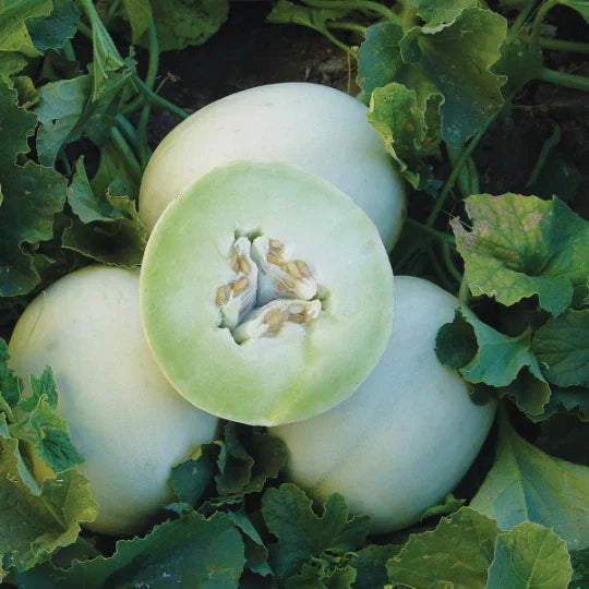 Honeydew Green Flesh Melon (Cucumis melo Inodorus) Fruit Seeds