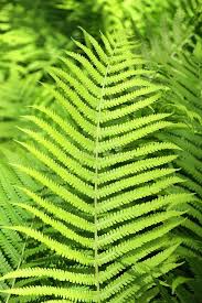 High quality Green Fern Spore Flower seeds for Planting Seasonal Bloomer, Heirloom & GMO Free Seeds for Home Garden seeds pack