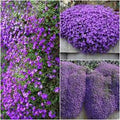 Purple Aubrieta Cascade Flower seeds for Planting Shade Tolerant, Heirloom & GMO Free Seeds for Home Garden seeds for planting