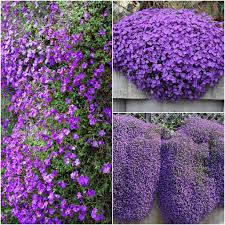 Purple Aubrieta Cascade Flower seeds for Planting Shade Tolerant, Heirloom & GMO Free Seeds for Home Garden seeds for planting