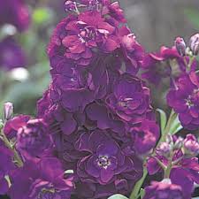 Violet Matthiola Flower seeds for Planting Sun Loving, Heirloom & GMO Free Seeds for Home Garden vegetable and garden seeds