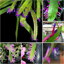 High quality Green Wittia Amazonica Flower seeds for Planting Fragrant Blossoms, Heirloom & GMO Free Seeds for Home Garden seeds pack