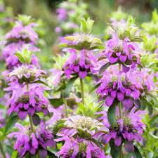 Violet Citriodora Flower seeds for Planting Compact Growth, Heirloom & GMO Free Seeds for Home Garden vegetable and garden seeds