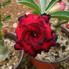 Premium Maroon Adenium Flower seeds for Planting Garden Favorite, Heirloom & GMO Free Seeds for Home Garden seeds