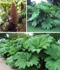 Giant Rhubarb (Gunnera Manicata) seeds for Planting - Long Bloom Season, Heirloom & GMO Free Seeds for Home Garden