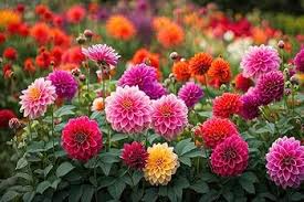 Mixed Multi-Color Dahlia Flower seeds for Planting - Low Maintenance, Heirloom & GMO Free Seeds for Home Garden