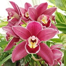 Nema Cymbidium Orchid Flower seeds for Planting Drought Tolerant, Heirloom & GMO Free Seeds for Home Garden vegetable and garden seeds