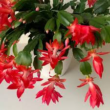 Red Schlumbergera Flower seeds for Planting Long Bloom Season, Heirloom & GMO Free Seeds for Home Garden seeds for planting