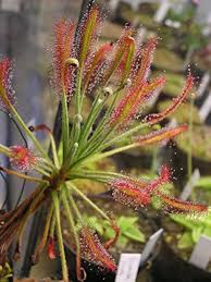 Premium Mixed Drosera Chrysolepis Flower seeds for Planting Long Bloom Season, Heirloom & GMO Free Seeds for Home Garden seeds