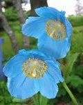 Meconopsis Flower seeds for Planting Cut Flower Favorite, Heirloom & GMO Free Seeds for Home Garden seeds for planting