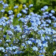 Cynoglossum Flower seeds for Planting Hardy Variety, Heirloom & GMO Free Seeds for Home Garden vegetable and garden seeds