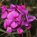 Violet Lathyrus Odoratus Flower seeds for Planting Shade Tolerant, Heirloom & GMO Free Seeds for Home Garden seeds for planting