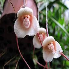 Premium Monkey Face Light Pink Orchids Flower seeds for Planting Hardy Variety, Heirloom & GMO Free Seeds for Home Garden seeds