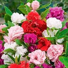Double Camellia Mixed Flower seeds for Planting Wildflower Mix, Heirloom & GMO Free Seeds for Home Garden seeds for planting