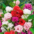 Double Camellia Mixed Flower seeds for Planting Wildflower Mix, Heirloom & GMO Free Seeds for Home Garden seeds for planting