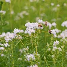 White Mountain Mint Flower seeds for Planting Drought Tolerant, Heirloom & GMO Free Seeds for Home Garden seeds for planting