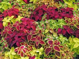 Premium Mix Coleus Canina Flower seeds for Planting Cottage Garden Essential, Heirloom & GMO Free Seeds for Home Garden seeds
