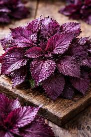 Premium Purple Perilla Leaf Flower seeds for Planting Long Bloom Season, Heirloom & GMO Free Seeds for Home Garden seeds