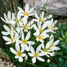 Zephyranthes Candida Flower seeds for Planting Shade Tolerant, Heirloom & GMO Free Seeds for Home Garden vegetable and garden seeds
