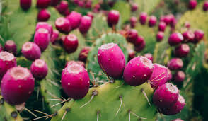 Premium Pink Opuntia Flower seeds for Planting Colorful Display, Heirloom & GMO Free Seeds for Home Garden seeds