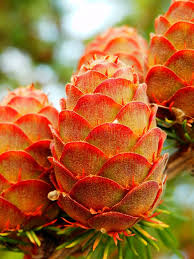 Orange Larch Flower seeds for Planting Premium Quality, Heirloom & GMO Free Seeds for Home Garden seeds for planting