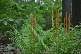 Green Fern Spore Flower seeds for Planting Seasonal Bloomer, Heirloom & GMO Free Seeds for Home Garden vegetable and garden seeds