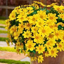 Yellow Bidens Sunshine Flower seeds for Planting Vibrant Colors, Heirloom & GMO Free Seeds for Home Garden seeds for planting