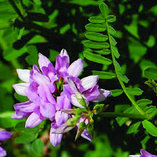 Purple Coronilla Flower seeds for Planting Cottage Garden Essential, Heirloom & GMO Free Seeds for Home Garden vegetable and garden seeds