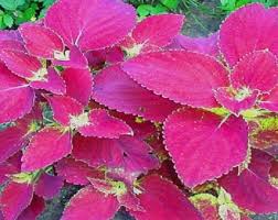 Velvet Coleus Jazz Flower seeds for Planting - Pollinator Friendly, Heirloom & GMO Free Seeds for Home Garden