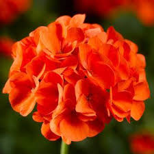 Orange Geranium Zonal Flower seeds for Planting Sun Loving, Heirloom & GMO Free Seeds for Home Garden seeds for planting